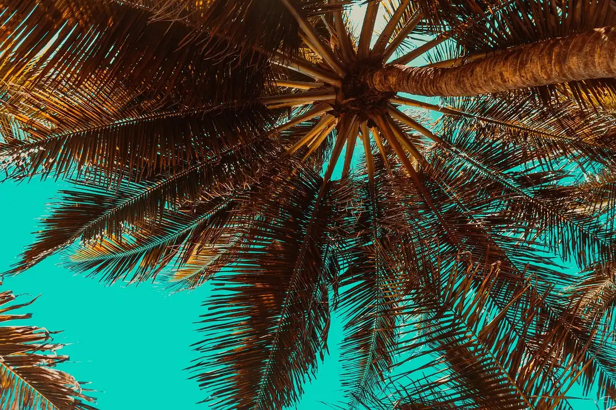 Palmieri pe o plajă tropicală, într-un peisaj de vară cu copaci și nisip