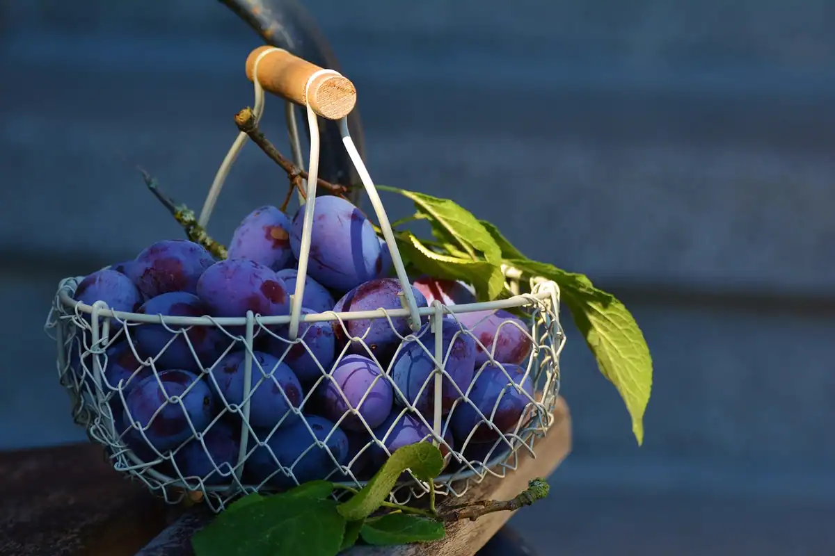 Coș cu prune și alte fructe proaspete, aranjate după recoltă